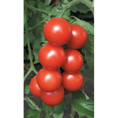 ЛЮБИМЕЦ ПОДМОСКОВЬЯ