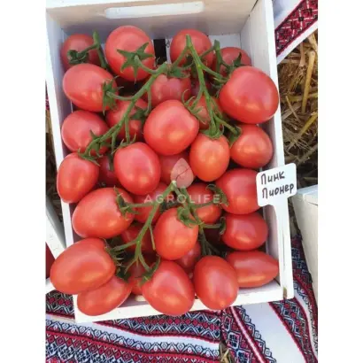 ПИНК ПИОНЕР