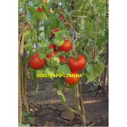 КРАСНАЯ ЗАРЯ