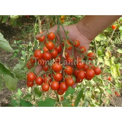 ЧУДО ГРОЗДЬ