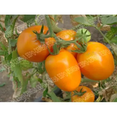 МАРЬЯ ИСКУСНИЦА