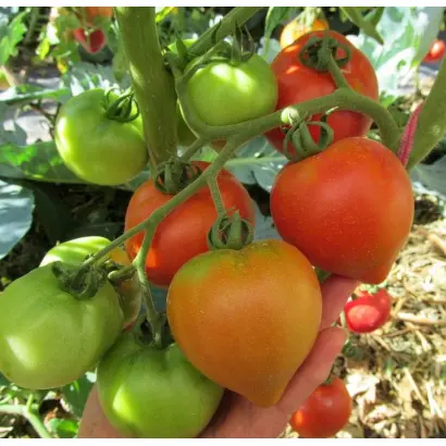 ВЕСЕННЯЯ РАДОСТЬ