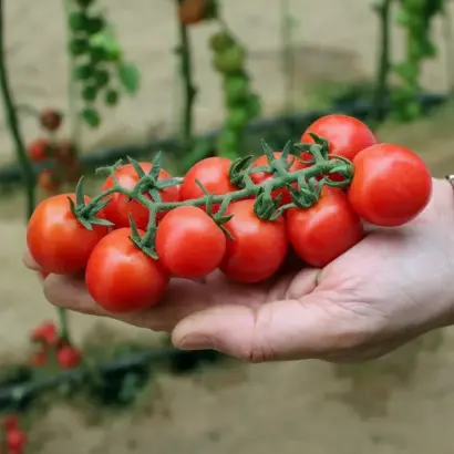 ЧЕРРИЛИКОПА