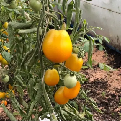 ПАТРИКЕЕВНА