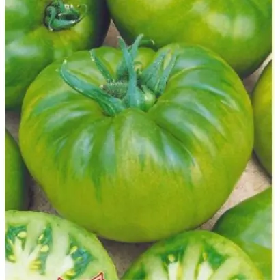 ИЗУМРУДНЫЙ ШТАМБОВЫЙ