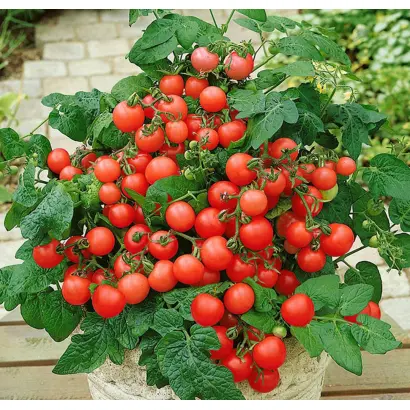 ЛУКОШКО НА ОКОШКЕ