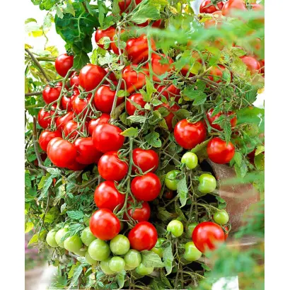 ЖЕМЧУЖИНА КРАСНАЯ