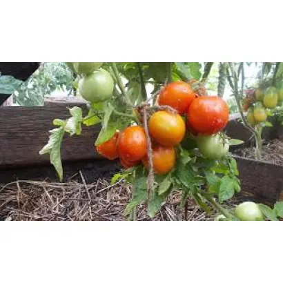 АМУРСКИЙ ШТАМБ