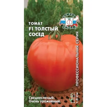 ТОЛСТЫЙ СОСЕД