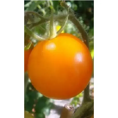 ЗОЛОТО КУБАНИ