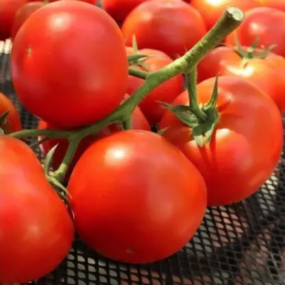 ФАНТАСТИНА