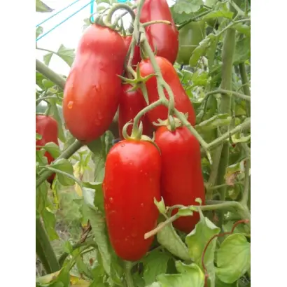 ПЕТРУША ОГОРОДНИК