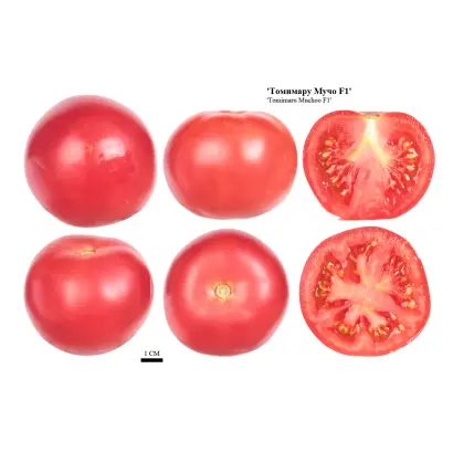 ТОМИМАРУ МУЧО