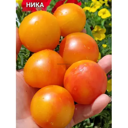 НИКА