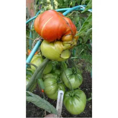 ДОНСКОЙ КАЗАК