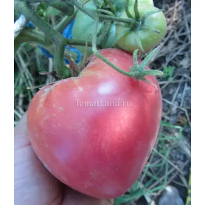 РОЗОВЫЙ КИТ