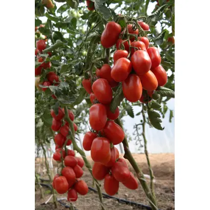 ЖЕМЧУЖИНА СИБИРИ