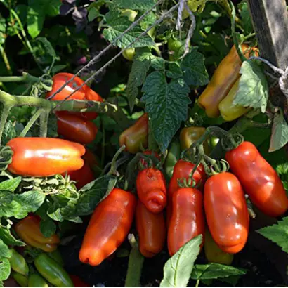 ВЕСЕЛЫЙ ГНОМ