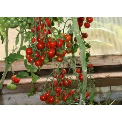 СЛАДКАЯ ГРОЗДЬ