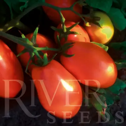 КАЛИФОРНИЯ