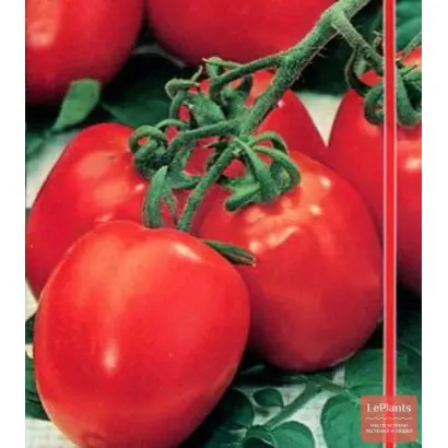 СОЛНЕЧНАЯ ЯГОДА