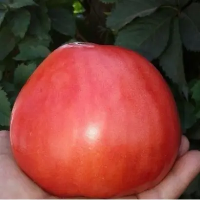 БЫЧЬЕ СЕРДЦЕ МАЛИНОВОЕ