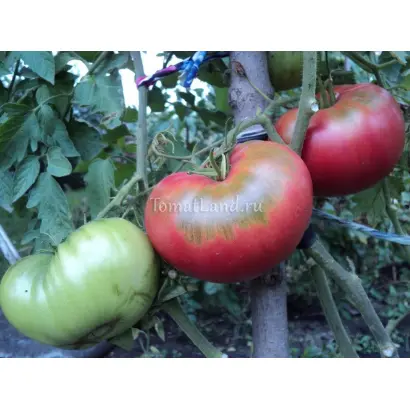 БИЙСКИЙ РОЗАН