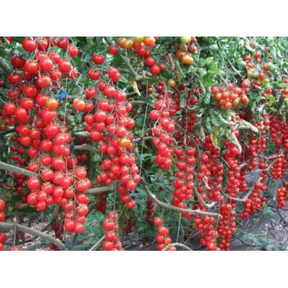 ОЖЕРЕЛЬЕ КРАСНОЕ