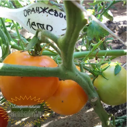 ОРАНЖЕВОЕ ЛЕТО