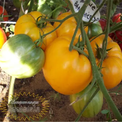 ВАШЕ ВЕЛИЧЕСТВО