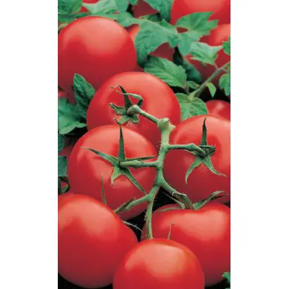 СИБИРСКИЙ ЭКСПРЕСС