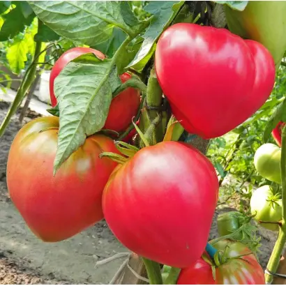 АБАКАНСКИЙ