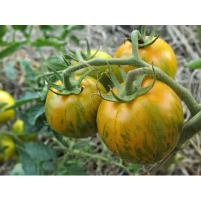 СИБИРСКИЙ МАЛАХИТ