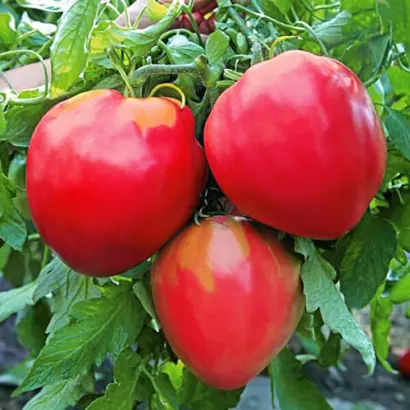 ЛЮБИМЫЙ ПРАЗДНИК