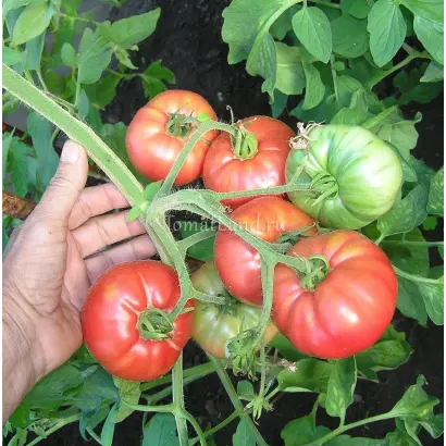 ВЕЛИКИЙ ВОИН