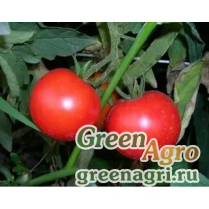 ЛЮБИМЕЦ КУБАНИ