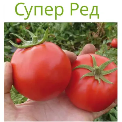 СУПЕР РЕД