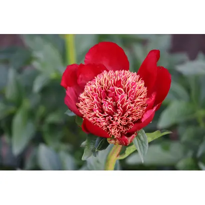 КУБАНСКИЕ КАЗАКИ