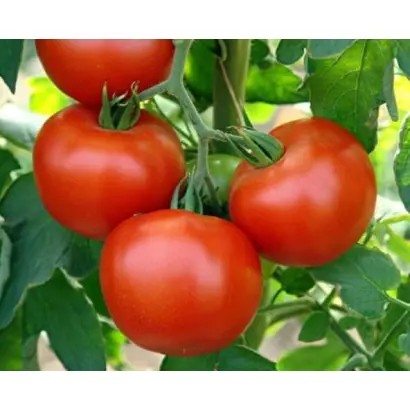 КРАСА ГРЯДКИ