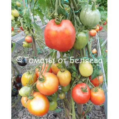 НАТАШЕНЬКА