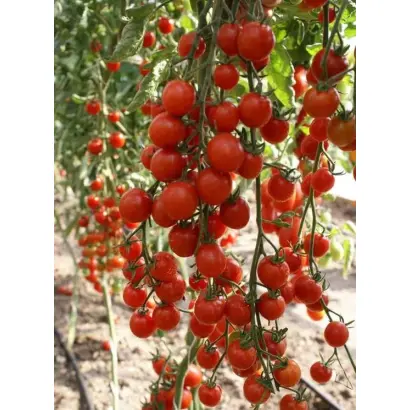 РАЙСКАЯ КОНФЕТКА