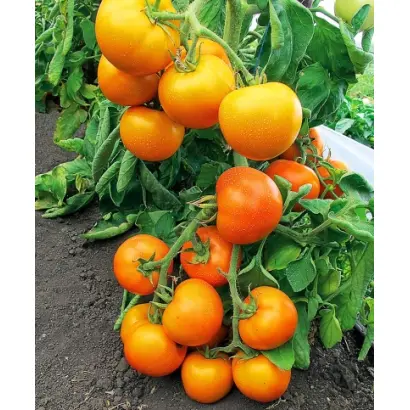 ЗОЛОТАЯ ТЕЩА