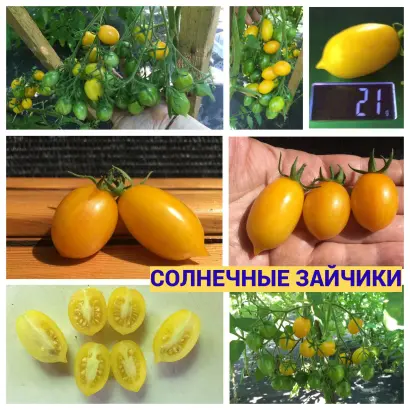 СОЛНЕЧНЫЙ ЗАЙЧИК