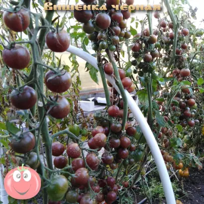 ВИШЕНКА ЧЕРНАЯ