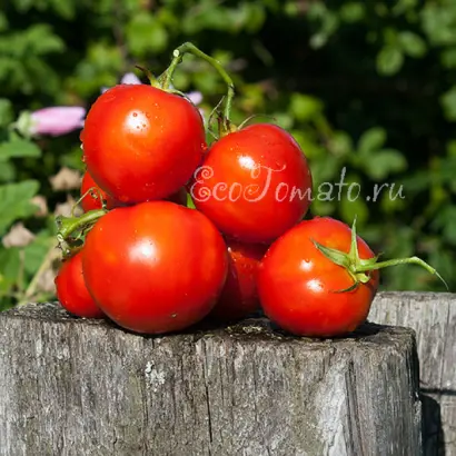 ПТИЦА СЧАСТЬЯ