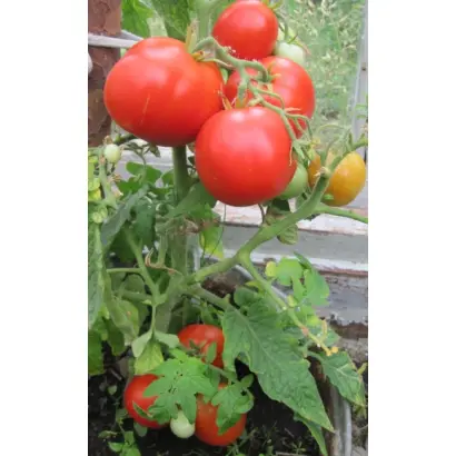 КРАЙНИЙ СЕВЕР