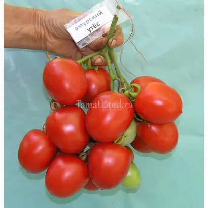 АМУРСКИЙ УТЕС