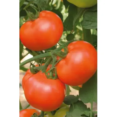 АСТРАХАНСКИЙ