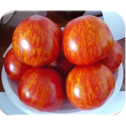 ОБОЛЬСТИТЕЛЬ