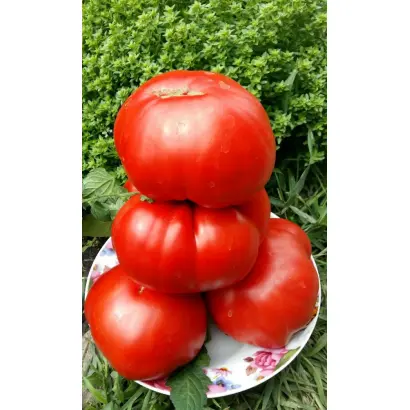 ГИГАНТЕЛЛА